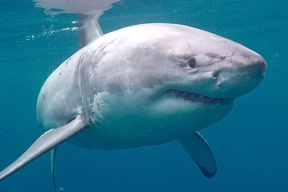 A great white shark swimming in clear blue water.